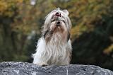 SHIH TZU 165
